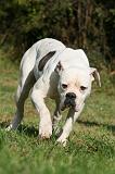 BOULEDOGUE AMERICAIN 316